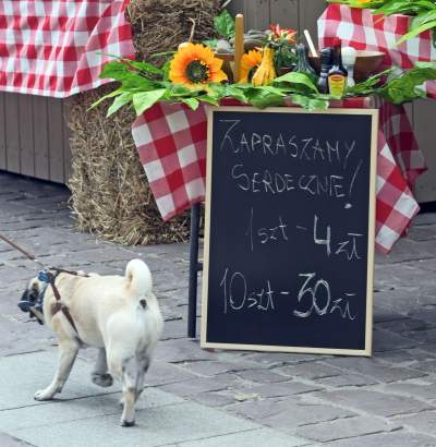 Jeść, czy robić zdjęcia? Festiwalowe pierogi po 4 zł za sztukę... - zdjęcie 25