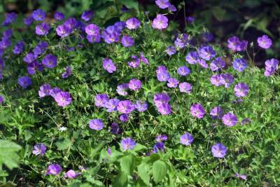 Gościu, siądź na tej ławce, a odpocznij sobie. Plac Axentowicza po remoncie - zdjęcie 19