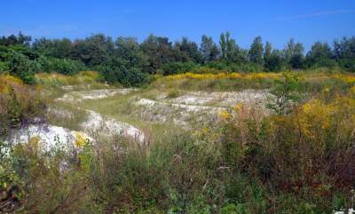 Obiektyw Lasyka: Dzika przyroda Białych Mórz - zdjęcie 35