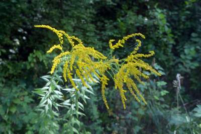 Obiektyw Lasyka: Dzika przyroda Białych Mórz - zdjęcie 17