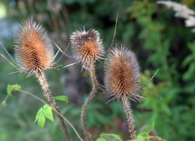 Obiektyw Lasyka: Dzika przyroda Białych Mórz - zdjęcie 18