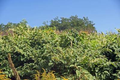 Obiektyw Lasyka: Dzika przyroda Białych Mórz - zdjęcie 28