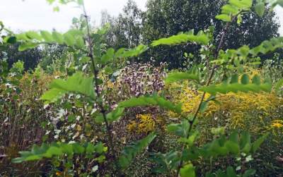 Obiektyw Lasyka: Dzika przyroda Białych Mórz - zdjęcie 40