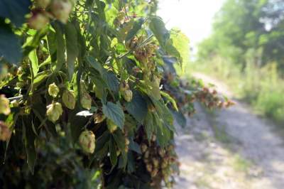 Obiektyw Lasyka: Dzika przyroda Białych Mórz - zdjęcie 19