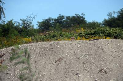 Obiektyw Lasyka: Dzika przyroda Białych Mórz - zdjęcie 11