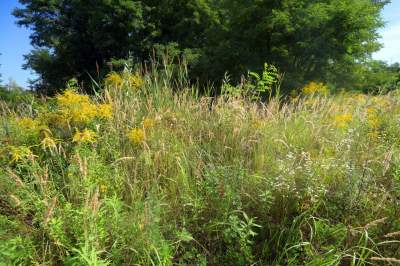 Obiektyw Lasyka: Dzika przyroda Białych Mórz - zdjęcie 3