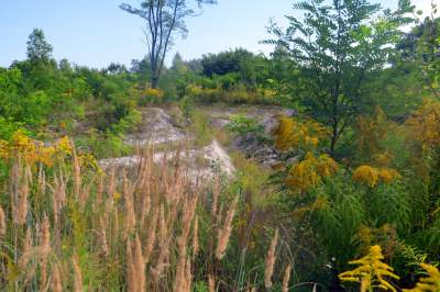 Obiektyw Lasyka: Dzika przyroda Białych Mórz - zdjęcie 34