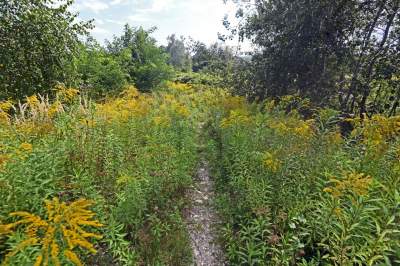 Obiektyw Lasyka: Dzika przyroda Białych Mórz - zdjęcie 16