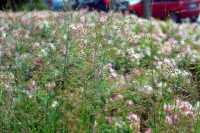 Róże znów zakwitły. W najdłuższym parku w  Polsce ciągle coś się zmienia - zdjęcie 18