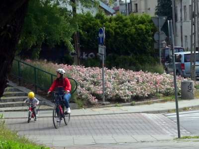 Róże znów zakwitły. W najdłuższym parku w  Polsce ciągle coś się zmienia - zdjęcie 15