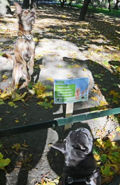 „Nie KUPuj trawy, sprzątaj po swoim psie!” Ta akcja będzie skuteczna? - zdjęcie 12