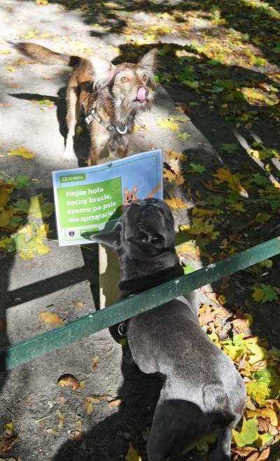 „Nie KUPuj trawy, sprzątaj po swoim psie!” Ta akcja będzie skuteczna? - zdjęcie 14