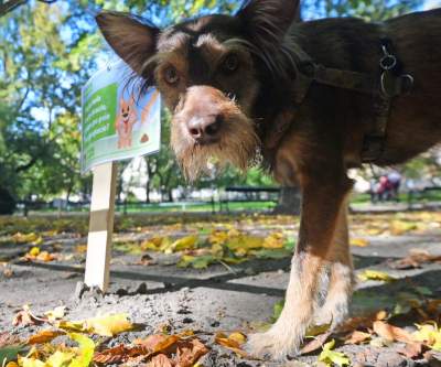 „Nie KUPuj trawy, sprzątaj po swoim psie!” Ta akcja będzie skuteczna? - zdjęcie 1