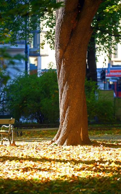 Piękna jesień w Krakowie nabiera kolorów - zdjęcie 23