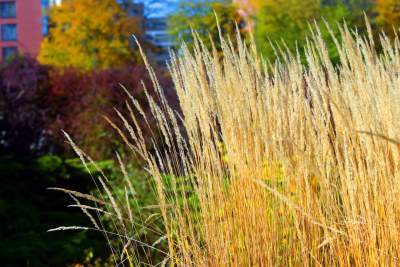 Piękna jesień w Krakowie nabiera kolorów - zdjęcie 10