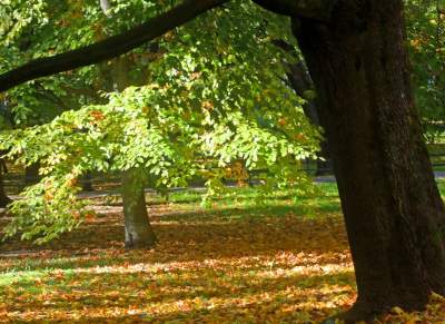 Piękna jesień w Krakowie nabiera kolorów - zdjęcie 14