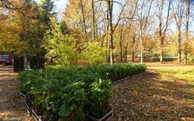 Jeden z najpiękniejszych parków w Krakowie. Kiedy zostanie otwarty? - zdjęcie 17