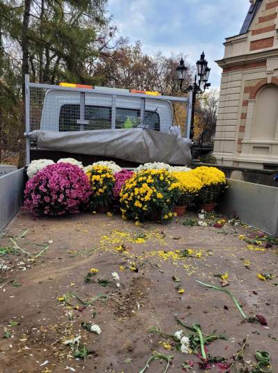 Skąd chryzantemy na krakowskich Plantach? Znakomita inicjatywa - zdjęcie 8