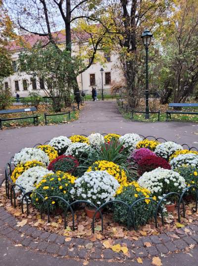 Skąd chryzantemy na krakowskich Plantach? Znakomita inicjatywa - zdjęcie 3