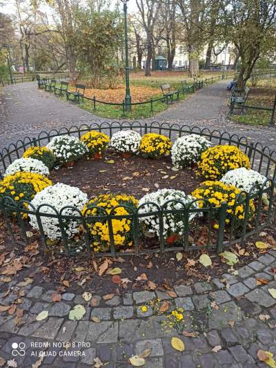 Skąd chryzantemy na krakowskich Plantach? Znakomita inicjatywa - zdjęcie 5