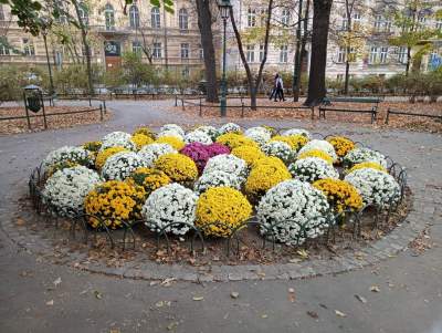 Skąd chryzantemy na krakowskich Plantach? Znakomita inicjatywa - zdjęcie 4