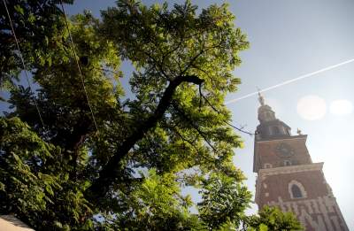 Drzewa na Rynku Głównym, pierwsza dekada XXI wieku - zdjęcie 3