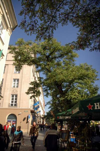 Drzewa na Rynku Głównym, pierwsza dekada XXI wieku - zdjęcie 2