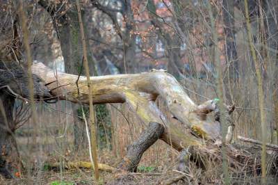 Park odzyskany przez miasto, ostatnie porządki przed otwarciem - zdjęcie 17