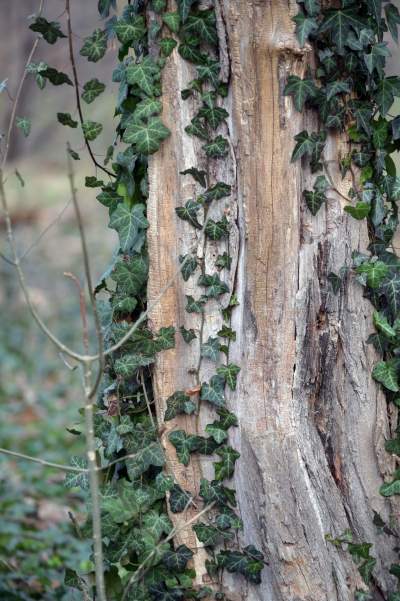 Park odzyskany przez miasto, ostatnie porządki przed otwarciem - zdjęcie 21