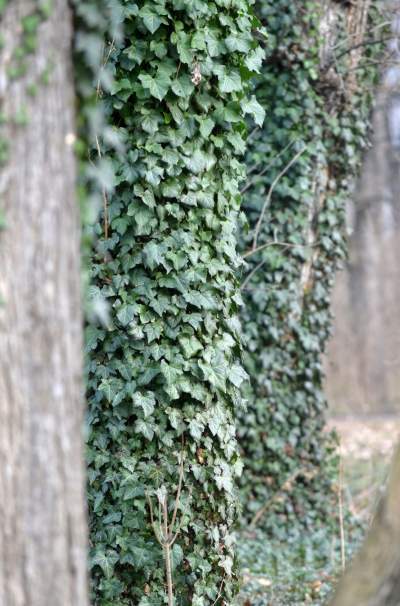 Park odzyskany przez miasto, ostatnie porządki przed otwarciem - zdjęcie 19