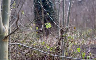 Park odzyskany przez miasto, ostatnie porządki przed otwarciem - zdjęcie 7