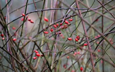Park odzyskany przez miasto, ostatnie porządki przed otwarciem - zdjęcie 24