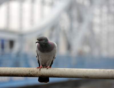 Na tym moście wiele się działo, były sceny radosne, ale i dramatyczne - zdjęcie 3