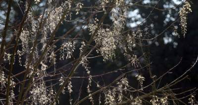 W Krakowie tutaj wiosnę znajdziecie najwcześniej, warto wpaść na chwilę - zdjęcie 13