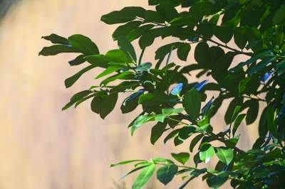 W Krakowie tutaj wiosnę znajdziecie najwcześniej, warto wpaść na chwilę - zdjęcie 26