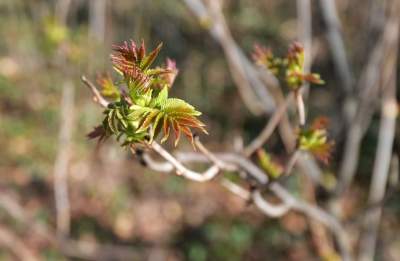 W Krakowie tutaj wiosnę znajdziecie najwcześniej, warto wpaść na chwilę - zdjęcie 20