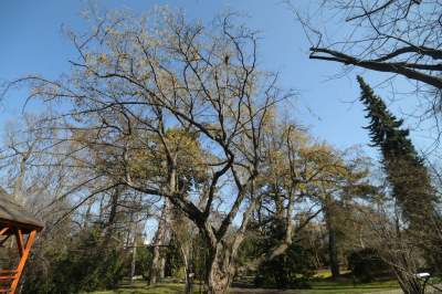 W Krakowie tutaj wiosnę znajdziecie najwcześniej, warto wpaść na chwilę - zdjęcie 23