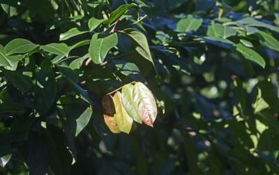 W Krakowie tutaj wiosnę znajdziecie najwcześniej, warto wpaść na chwilę - zdjęcie 28
