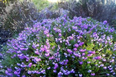 W Krakowie tutaj wiosnę znajdziecie najwcześniej, warto wpaść na chwilę - zdjęcie 32