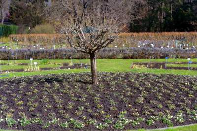 W Krakowie tutaj wiosnę znajdziecie najwcześniej, warto wpaść na chwilę - zdjęcie 14