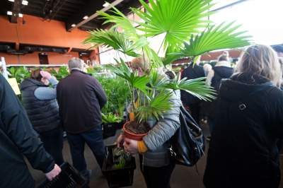 Festiwal roślin w Krakowie, zielone szaleństwo opanowało miasto - zdjęcie 2