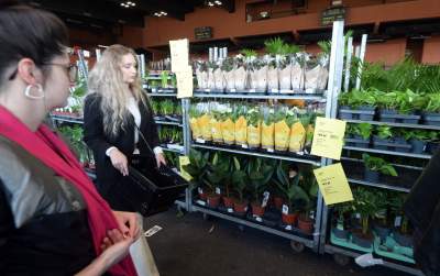 Festiwal roślin w Krakowie, zielone szaleństwo opanowało miasto - zdjęcie 1