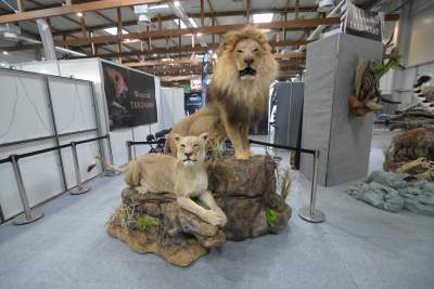 Targi Łowiectwa EXPO HUNT w Krakowie, tak wygląda ekspozycja - zdjęcie 1