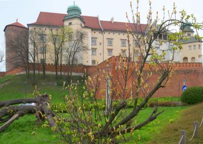 Słynny kasztanowiec pięknie się odradza, wawelskie magnolie cierpią - zdjęcie 2