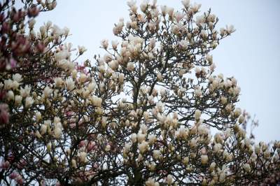 Słynny kasztanowiec pięknie się odradza, wawelskie magnolie cierpią - zdjęcie 17