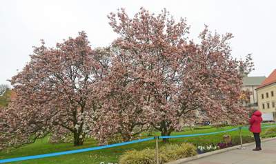 Słynny kasztanowiec pięknie się odradza, wawelskie magnolie cierpią - zdjęcie 13