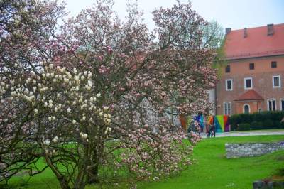 Słynny kasztanowiec pięknie się odradza, wawelskie magnolie cierpią - zdjęcie 19