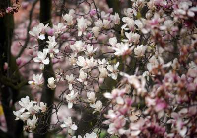 Słynny kasztanowiec pięknie się odradza, wawelskie magnolie cierpią - zdjęcie 12