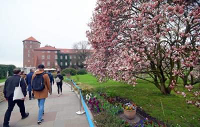 Słynny kasztanowiec pięknie się odradza, wawelskie magnolie cierpią - zdjęcie 11