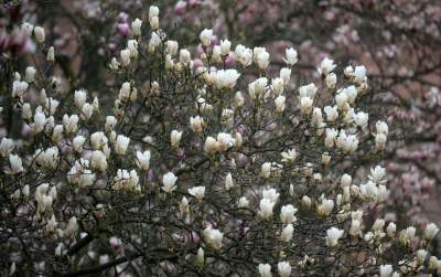 Słynny kasztanowiec pięknie się odradza, wawelskie magnolie cierpią - zdjęcie 18